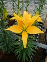 [5003 Tiny Dessert No01.JPG]